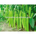 Light Green Yellow Green hot pepper seed for sale